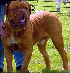 世界十大最兇悍的猛犬
