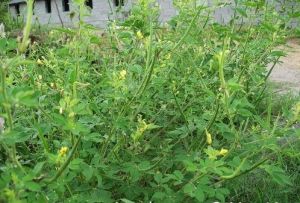 白花菜屬 白花菜屬