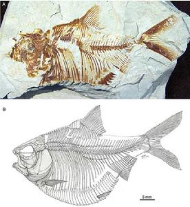 冀望突尼西亞鯡 冀望突尼西亞鯡