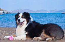 澳大利亞牧羊犬