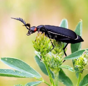 法布爾曾形容短翅芫菁是“難看的甲蟲”
