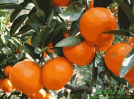 桃葉橙 桃葉橙