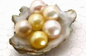 珍珠貝[軟體動物]