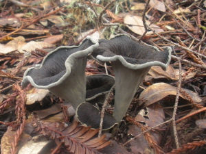 灰喇叭菌 灰喇叭菌