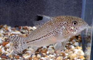 豹紋鼠魚 豹紋鼠魚