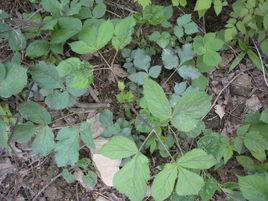 甘肅獨活 甘肅獨活