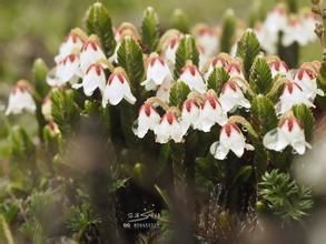 掃帚岩須 掃帚岩須