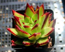 魅惑之宵 魅惑之宵