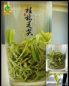 桂林毛尖 桂林毛尖