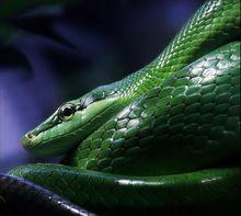 綠絨線蛇