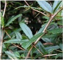 台灣三顆針 台灣三顆針