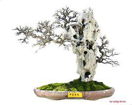 附石盆景 附石盆景