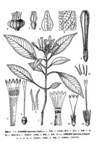 紅毛蛇根草 紅毛蛇根草