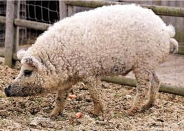 林肯郡捲毛豬 林肯郡捲毛豬