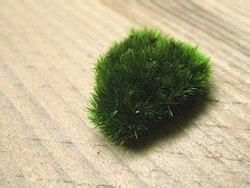 細叢毛蘚 細叢毛蘚