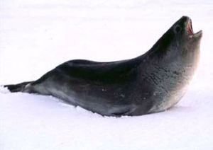 海豹科：羅氏海豹（大眼海豹、羅斯海豹）Ommatophoca rossi