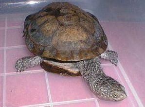 刺頸龜屬 刺頸龜屬