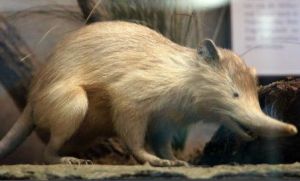 古巴溝齒鼩 古巴溝齒鼩