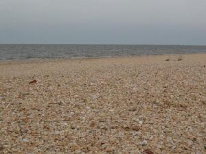 汪子島鰨麻魚產地環境