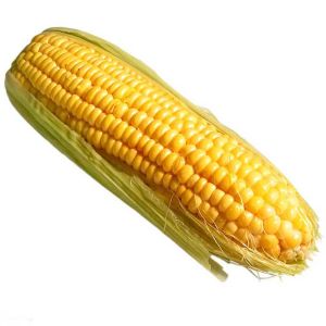 丹玉403號 丹玉403號