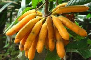 大花紫玉盤 大花紫玉盤