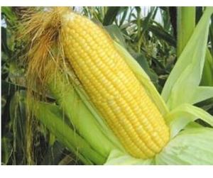 沈甜2號 沈甜2號