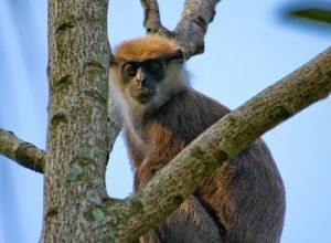 紫臉葉猴 紫臉葉猴