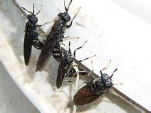 黑水虻 黑水虻