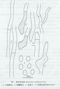 榛色地花菌 榛色地花菌