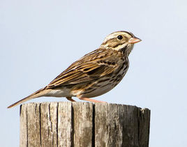 稀樹草鵐 稀樹草鵐