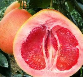 三紅蜜柚 三紅蜜柚