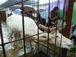 白鹿[動物名稱]