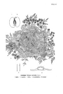 無莖亮蛇床 無莖亮蛇床