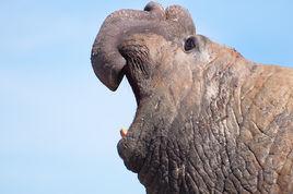 南象海豹 南象海豹