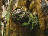 世界最大紅豆杉人工林 世界最大紅豆杉人工林