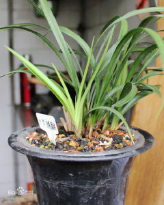 中華麒麟 中華麒麟