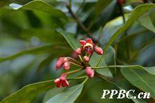 茶梨 Anneslea fragrans