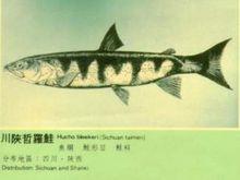 川陝哲羅鮭