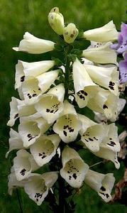 毛地黃——黃色花品種