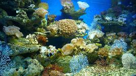 人工珊瑚