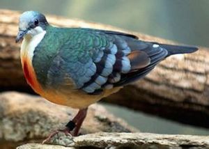 尼格雞鳩 尼格雞鳩