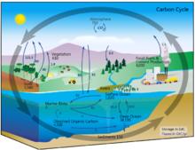 碳循環的模式圖