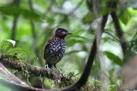 黑頂蟻鶇 黑頂蟻鶇