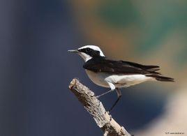 白頂鵖普通亞種 白頂鵖普通亞種