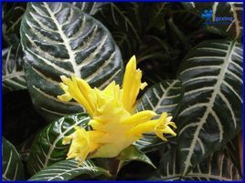 爵床亞族 爵床亞族