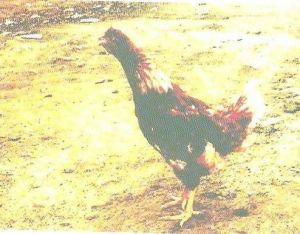 雞傳染性喉氣管炎