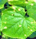 黃瓜斑點病 黃瓜斑點病