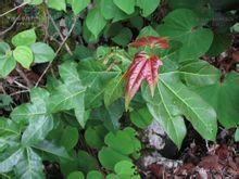 粗柄槭系 粗柄槭系