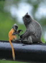 食蟹獼猴 食蟹獼猴