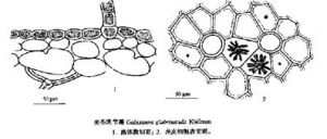 光禿乳節藻 光禿乳節藻